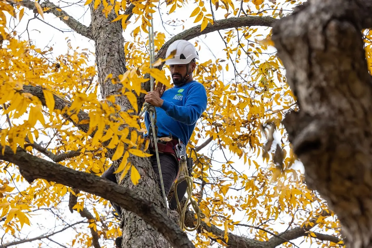 Skilled Tree Planting crew working in Max